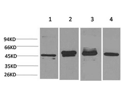 GAP43 Monoclonal Antibody