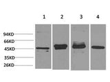 GAP43 Monoclonal Antibody
