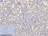 CYCS Monoclonal Antibody