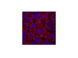 CYCS Monoclonal Antibody
