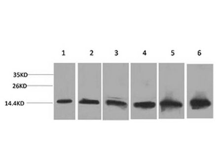 CYCS Monoclonal Antibody