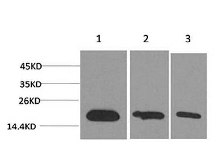 Survivin Monoclonal Antibody