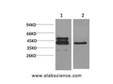 CREB1 Monoclonal Antibody