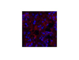 MICU1 Monoclonal Antibody