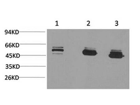 MICU1 Monoclonal Antibody