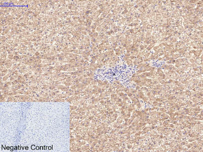 Active CASP3 Monoclonal Antibody