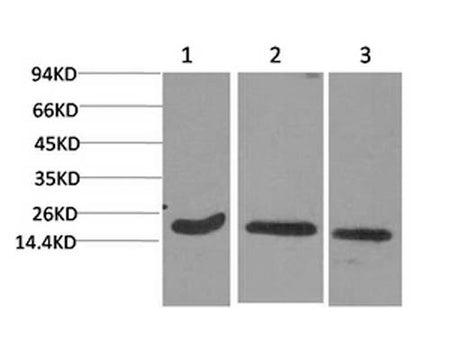 Active CASP3 Monoclonal Antibody