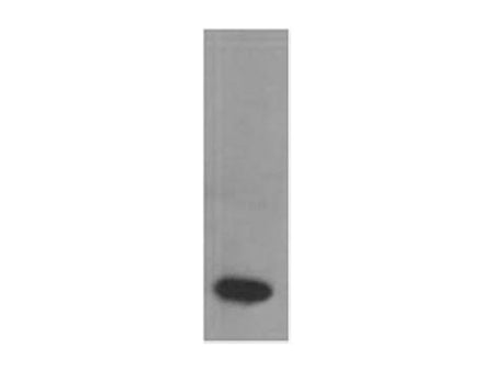 TNF Alpha Monoclonal Antibody Store at -20°C