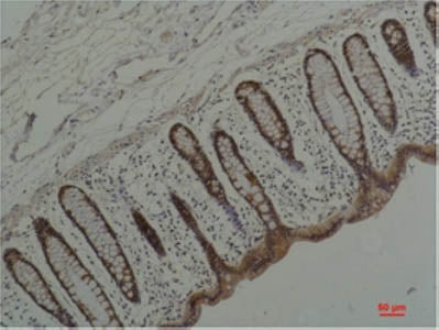 HSP90 Alpha Monoclonal Antibody Store at -20°C