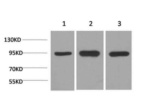 HSP90 Alpha Monoclonal Antibody Store at -20°C