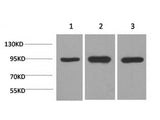 HSP90 Alpha Monoclonal Antibody Store at -20°C
