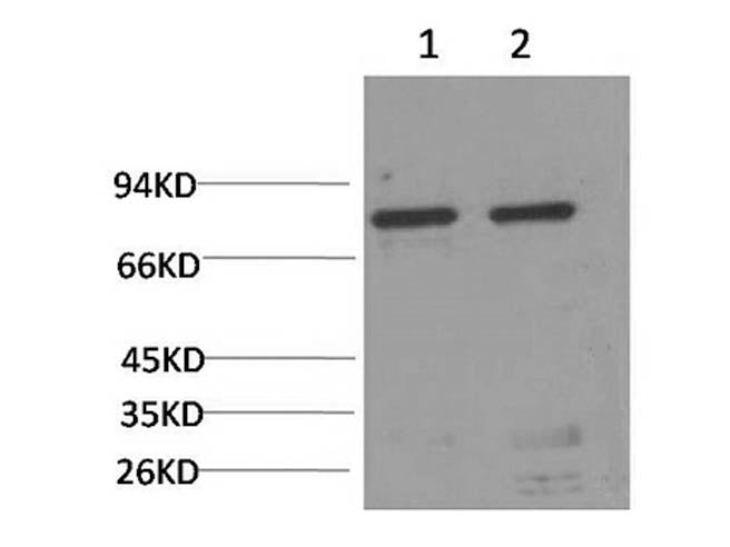 HSPA5 Monoclonal Antibody