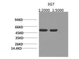 Rubisco (Large Chain) Monoclonal Antibody