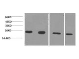 PPIB Monoclonal Antibody