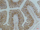 AMPK alpha1 Monoclonal Antibody