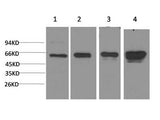 AMPK alpha1 Monoclonal Antibody