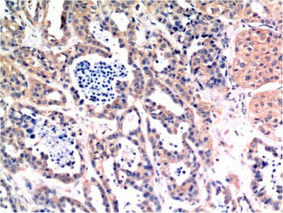 BAX Monoclonal Antibody