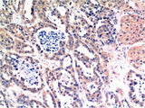 BAX Monoclonal Antibody