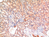 BAX Monoclonal Antibody