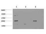 BAX Monoclonal Antibody