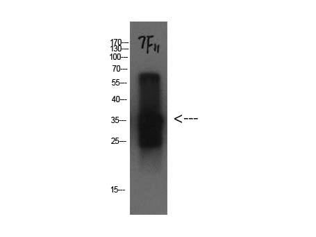 CST3 Monoclonal Antibody Store at -20°C Host Mouse
