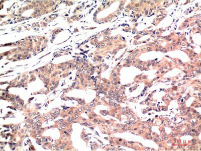 GSK3 Beta Monoclonal Antibody Store at -20°C Host Mouse