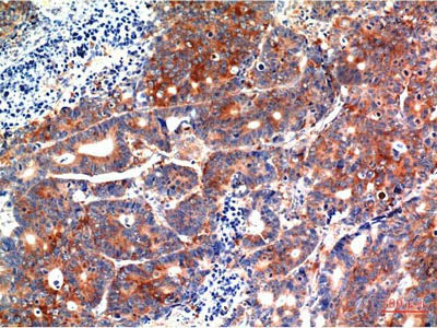 GSK3 Beta Monoclonal Antibody Store at -20°C Host Mouse