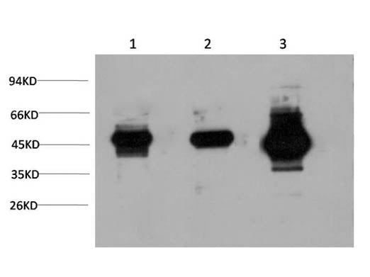 GSK3 Beta Monoclonal Antibody Store at -20°C Host Mouse