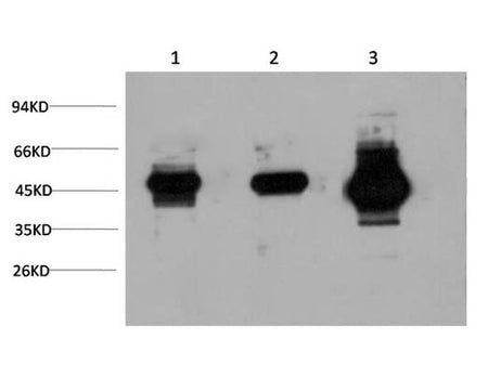 GSK3 Beta Monoclonal Antibody Store at -20°C Host Mouse