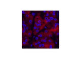 Ubiquitin Monoclonal Antibody