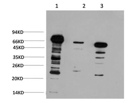 Ubiquitin Monoclonal Antibody