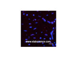 Luciferase Monoclonal Antibody