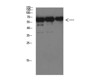 Luciferase Monoclonal Antibody