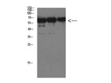 Luciferase Monoclonal Antibody