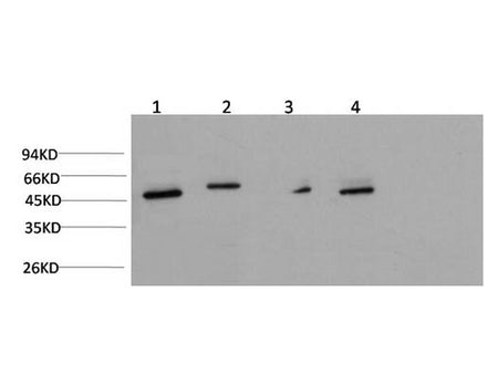 Gamma Tubulin Monoclonal Antibody