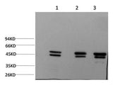 Epsilon Tubulin Monoclonal Antibody