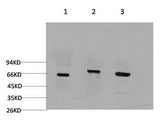 BECN1 Monoclonal Antibody