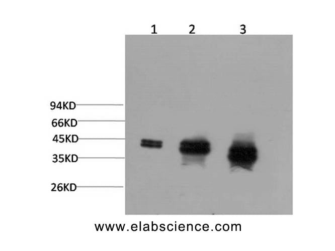 ERK 1/2 Monoclonal Antibody
