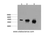 ERK 1/2 Monoclonal Antibody