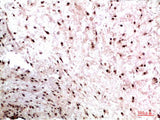 CBX3 Monoclonal Antibody