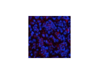 CBX3 Monoclonal Antibody