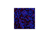 CBX3 Monoclonal Antibody