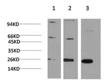 CBX3 Monoclonal Antibody