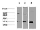 CBX3 Monoclonal Antibody