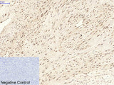 CBX5 Monoclonal Antibody