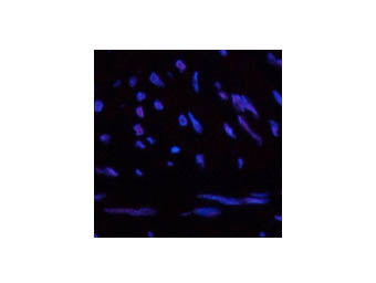 CBX5 Monoclonal Antibody