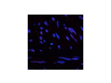 CBX5 Monoclonal Antibody