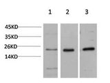 CBX5 Monoclonal Antibody