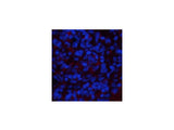 NBR1 Monoclonal Antibody