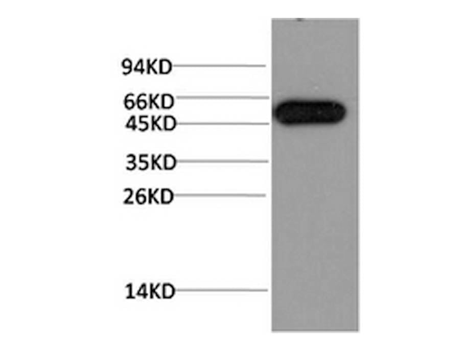ATG5 Monoclonal Antibody